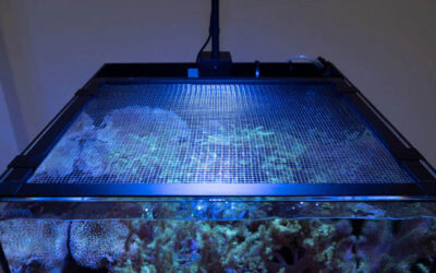 Waterbox Aquariums Introduces Recessed Screen Aquarium Lids