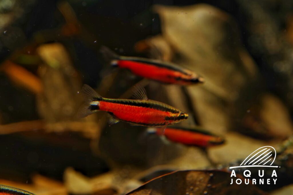 Three Nannostomus sp. 'Super Red Cenepa' in the frame, plus a fourth barely visible at the lower left edge of the image. Amazing photos, Aqua Journey!