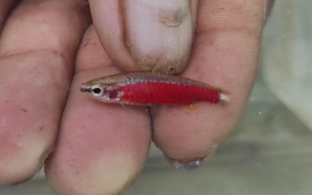 Collectors Discover Stunning New Red Pencilfish