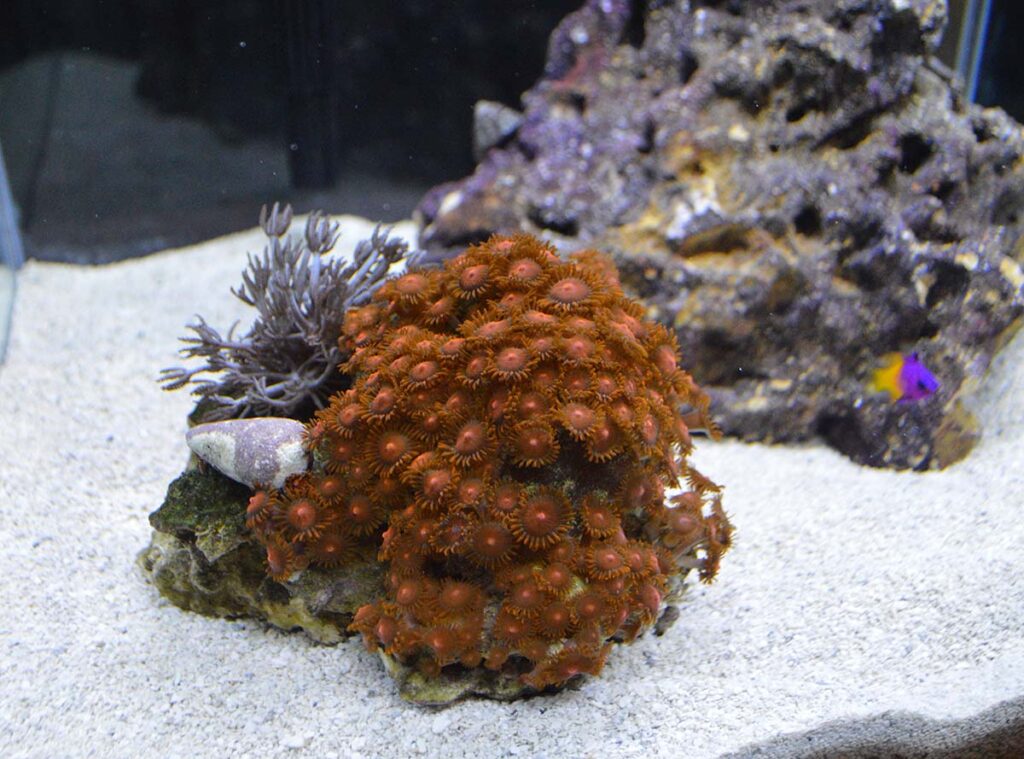 A little Xenia, some cherry red zoanthids, and a small Royal Gramma create the perfect, beginner-friendly ensemble for a small nano-reef display at Aqueon's booth.