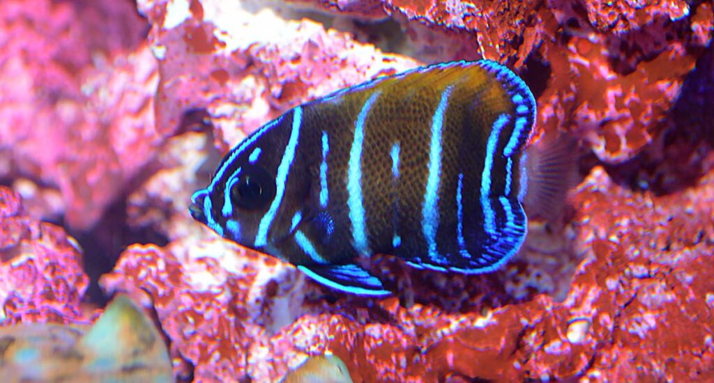 Biota also facilitates the distribution of fishes produced by Wen-Ping Su and Bali Aquarich, such as this adorable juvenile captive-bred Magestic Angelfish, Pomacanthus navarchus.