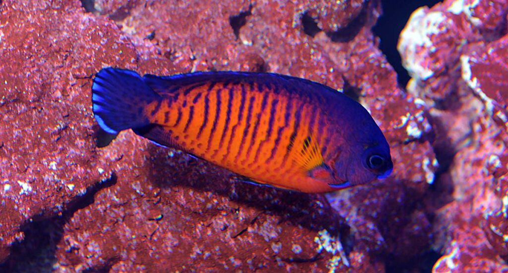 Biota's Coral Beauty Angelfish, Centropyge bispinosa, were on display now in their second generation (F2) as captive-bred.