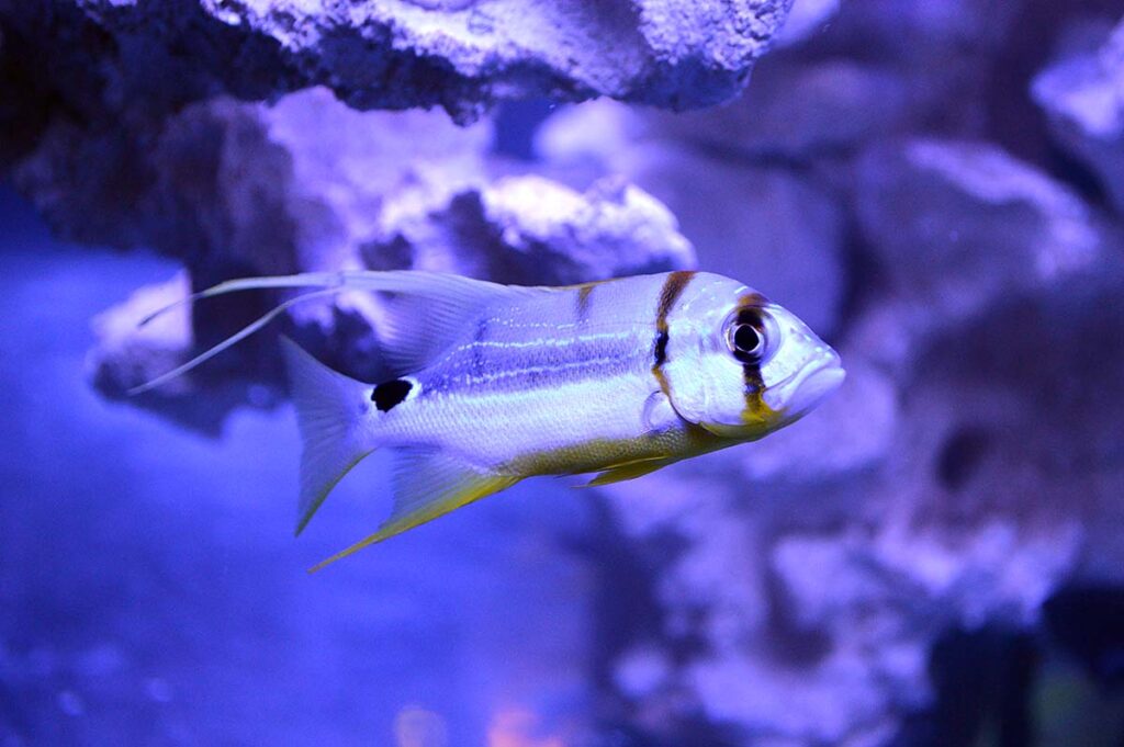 While captive-bred Yellow Tangs have captured the hearts and minds of everyone in the marine aquarium hobby, Biota's aquacultured Blue Lined Sea Bream, Threadfin Snappers, or Sailfin Snappers, known to science as Symphorichthys spilurus, were downright impressive.