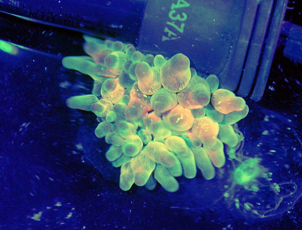 Check out this unique Bubble Tip Anemone, Entacmaea quadricolor!