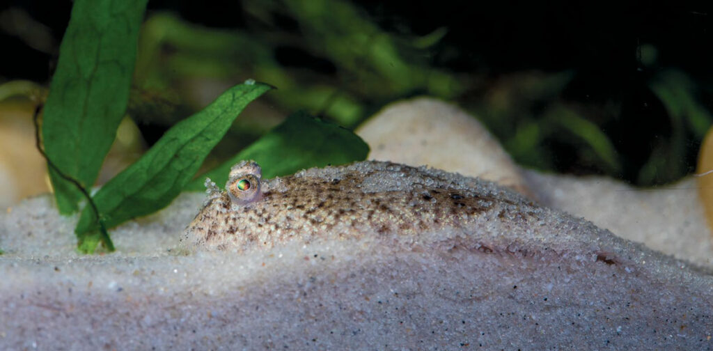 The dwarf Malaysian freshwater sole, Achiroides leucorhynchos, lying in wait for a meal of worms.