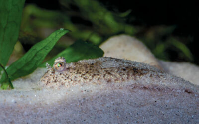 AMAZONAS Excerpt: A dwarf freshwater sole from Malaysia