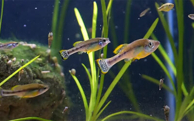 VIDEO: Six “First” Goodeids For Your Aquarium Hobby