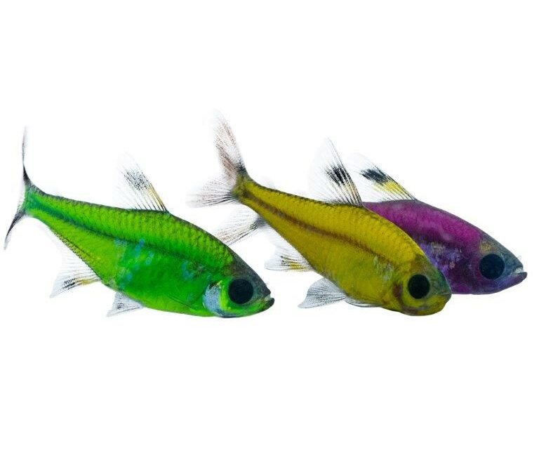In the Trade: New Glofish Pristella Tetras