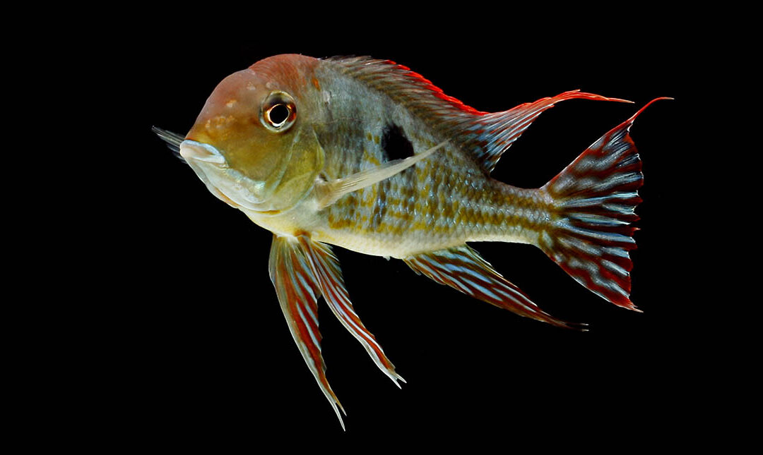 Geophagus sp. Red Head Tapajos has a New Name