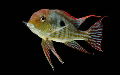 Geophagus sp. Red Head Tapajos has a New Name