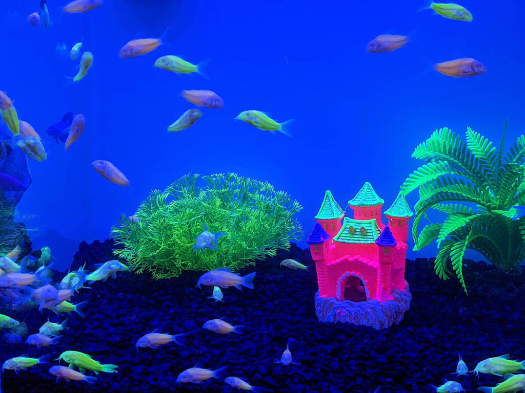 A number of fluorescent,  glowing cory cats on display at SuperZoo in 2022.