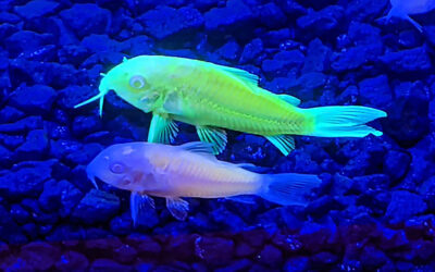 In The Trade: GloFish Corydoras Steal the Spotlight