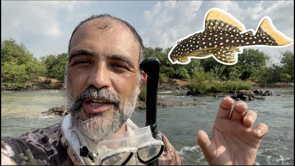 Dr. Leandro Sousa dives into the Rio Xingu to bring you exceptional biotope footage and insights.
