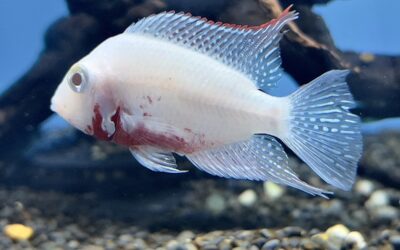 Surprise Encounter: Albino Firemouths at ADG