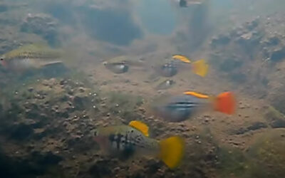 VIDEO – Wild-type Variatus Platies, In Situ, But Where?