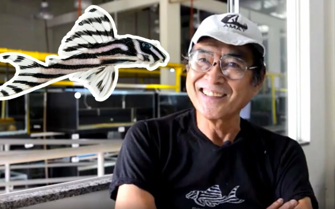 VIDEO: Who discovered the Zebra Pleco?