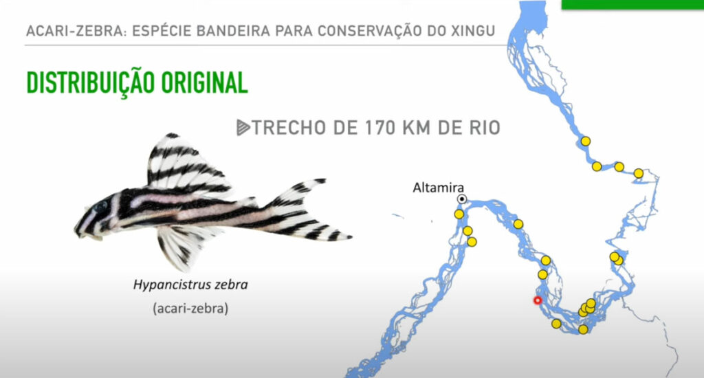From the video: the original distribution of Hypancistrus zebra, the Zebra Pleco, endemic to just 170 km (105 miles) of the Xingu River.