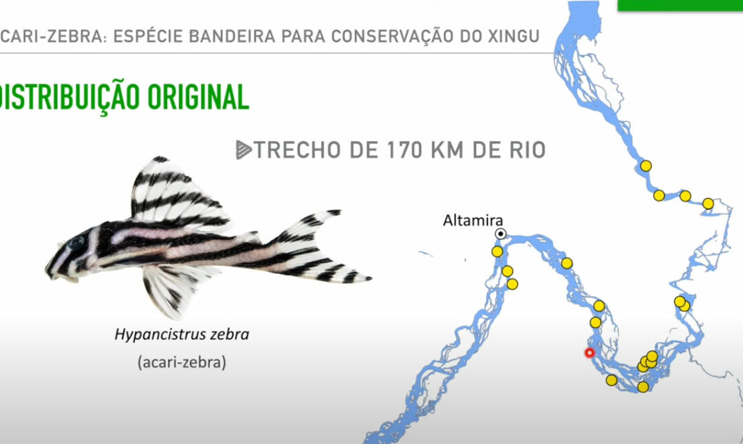 VIDEO: Leandro Sousa on Zebra Pleco Conservation