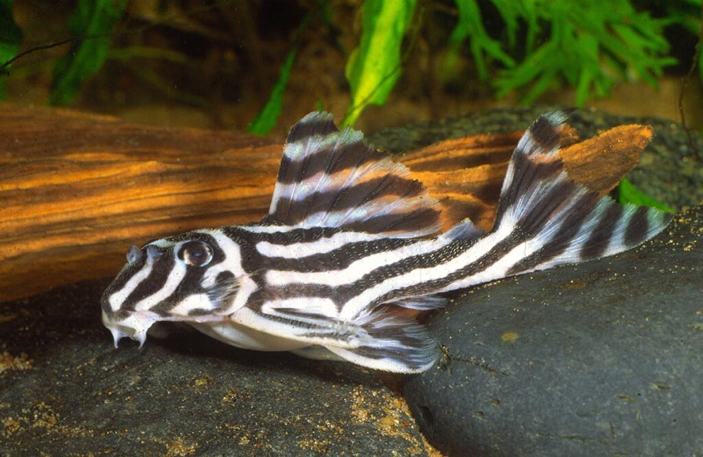 It remains to be seen what the CITES Appendix II listing of Hypancistrus zebra will do to the production and availability of captive-bred specimens in the aquarium hobby. Photo: Hans-Georg Evers