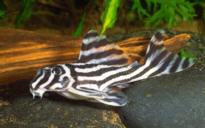 Proposed CITES I Listing for Zebra Plecos Avoided; Species Listed on Appendix II During Last Minute Vote at CoP19