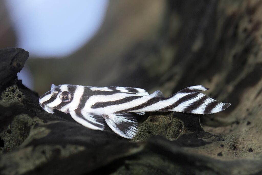 The iconic Hypancistrus zebra (Zebra Pleco), now subject to increased CITES trade restrictions. Photo: boban_nz/Shutterstock