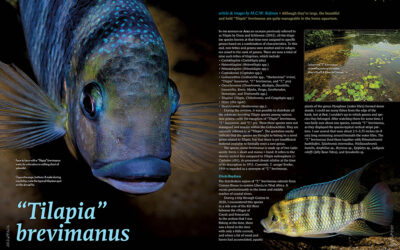 AMAZONAS Magazine “XL WEST AFRICAN CICHLIDS” Inside Look