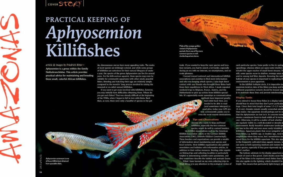 VIDEO Inside Look: AMAZONAS Magazine “KILLIFISH CRAZE”