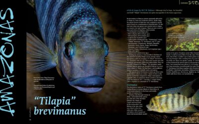 VIDEO Inside Look: AMAZONAS Magazine “XL West African Cichlids”