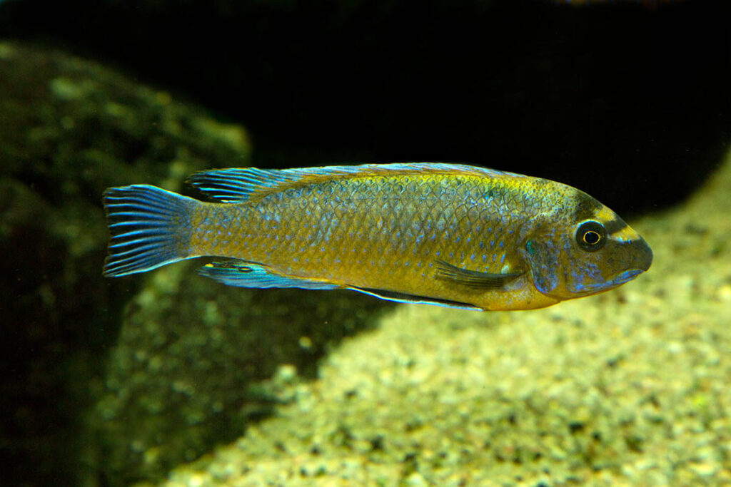 Listed only as "Blue mbuna" (Labeotropheus fuelleborni) in the Shutterstock archives, if this specimen was actually from a captive population associated with a specific collection location, aquarists might be able to reconcile them with one of the now 11 described species within the genus Labeotropheus. Image credit: Podolnaya Elena/Shutterstock