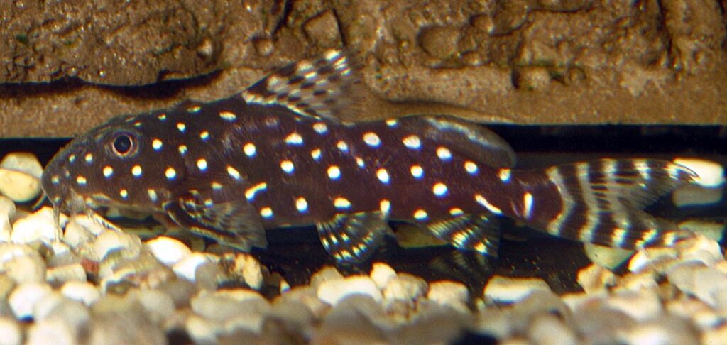 Synodontus angelica, the Angel Squeaker or Angelic Synodontis catfish, is the other parental species of the hybrid shown at the start of the article. Image credit: Haps / CC BY-SA 3.0.