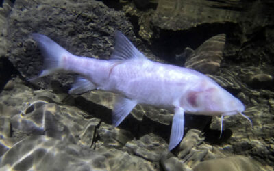 New, Huge Cavefish Species, Neolissochilus pnar, Described