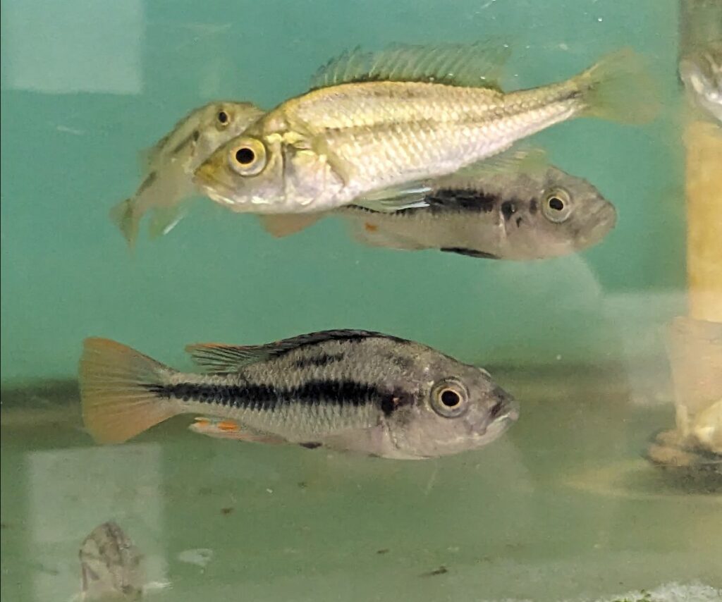 Aquarium keepers have kept Yssichromis piceatus around, and thanks to their efforts more aquarists can now support these efforts by purchasing and keeping these fish in their home aquariums.