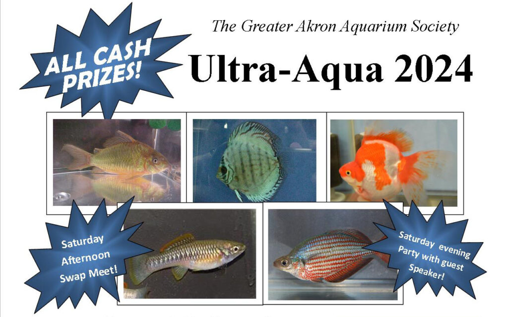 Just a month until Ultra-Aqua 2024 in Tallmadge, Ohio, hosted by the Greater Akron Aquarium Society!