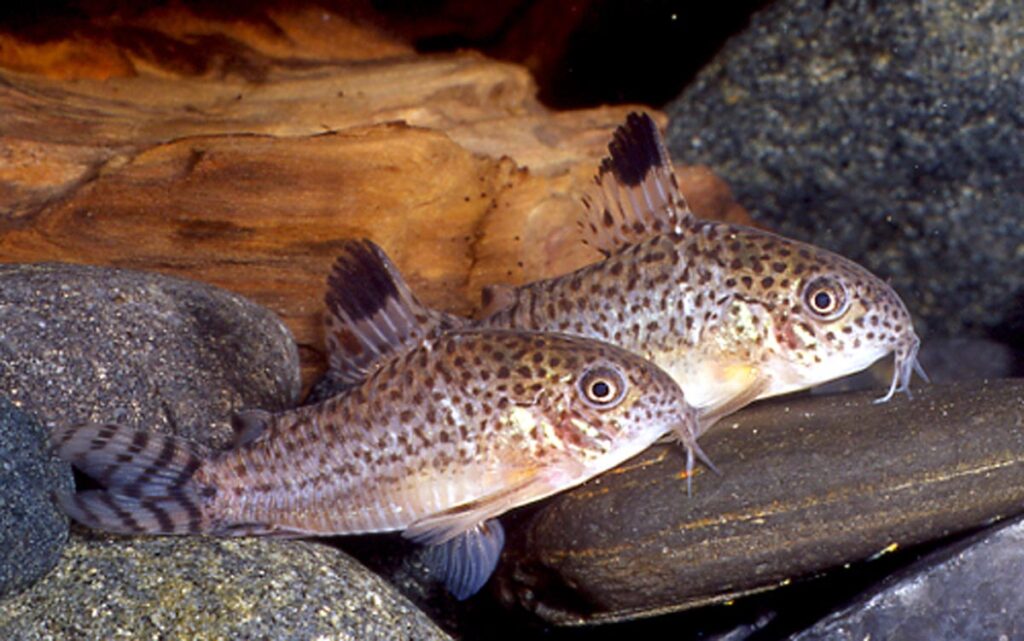 Corydoras punctatus is now just a name that you used to know. Meet Hoplisoma punctatum! Hundreds of described and undescribed species have now been reassigned across seven genera. Image credit: Hans-Georg Evers.