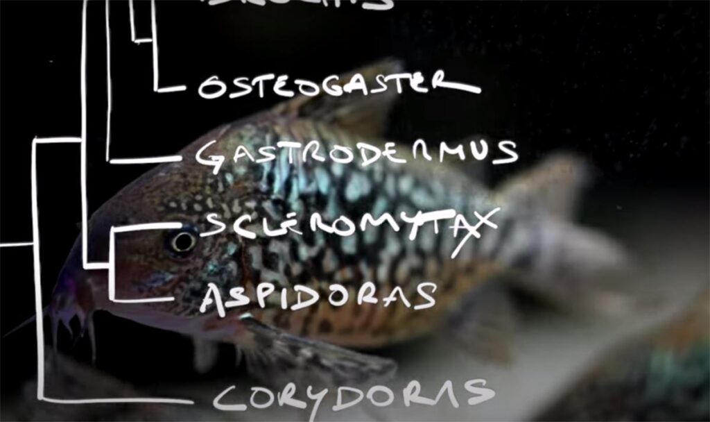 Oliver Lucanus breaks down the new genera for catfishes of the subfamily Corydoradinae in a new video from the Below Water YouTube Channel.