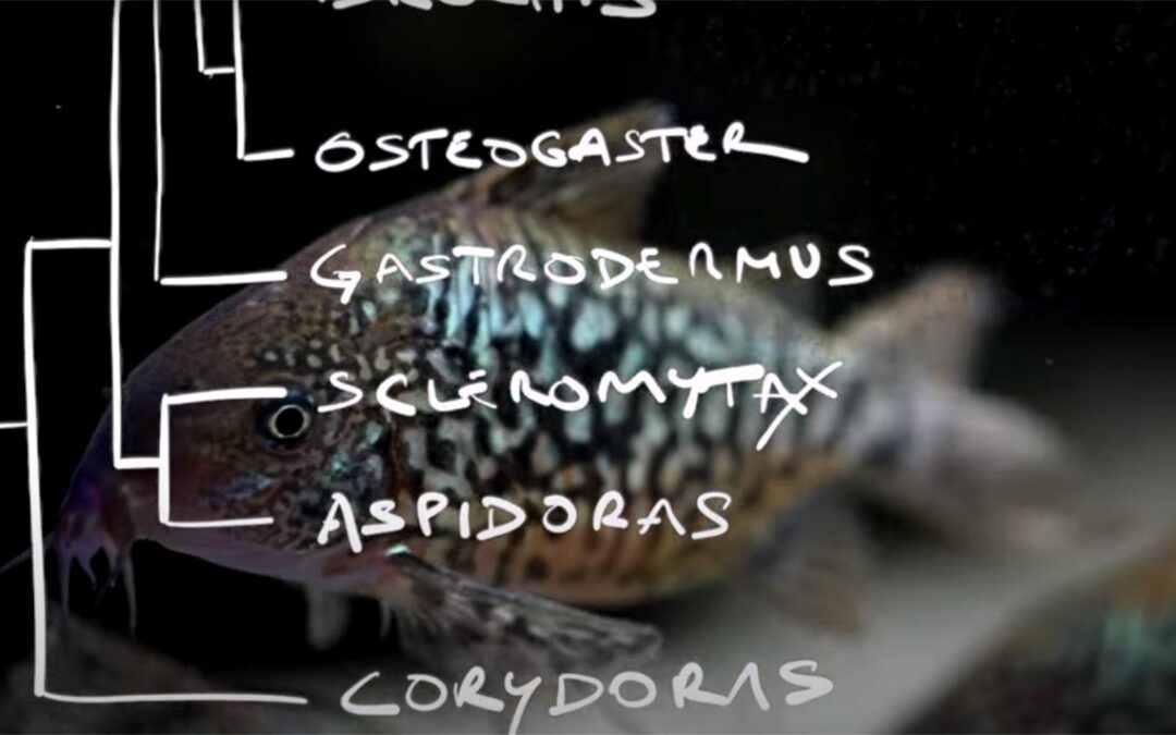 VIDEO: Initial Look at the Corydoras Revision