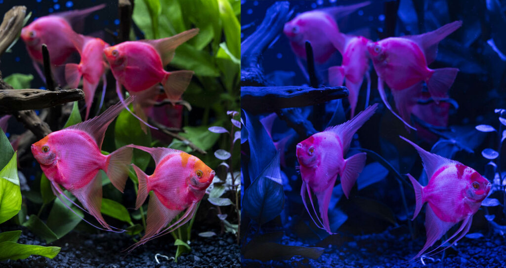 GloFish Angelfish offer a pop of color under both white (left) and blue (right) LED lighting. Image credit: Alex Rose