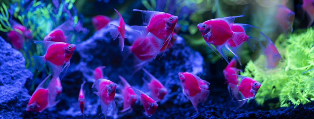 The angelfish is newest addition to the GloFish® brand. Image credit: Alex Rose