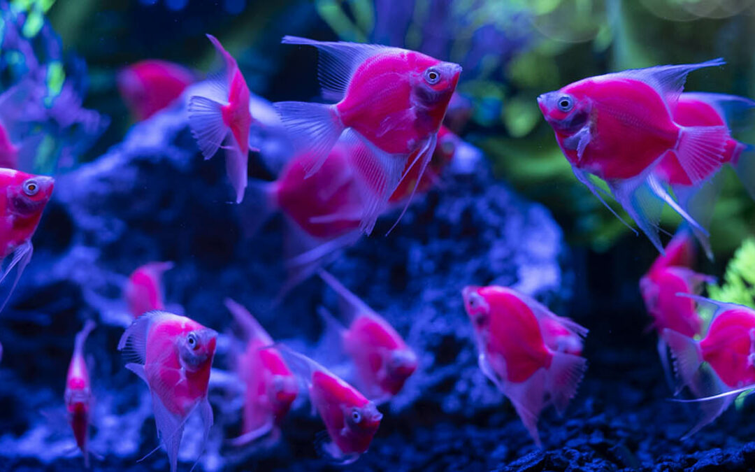 AMAZONAS PREVIEW: Meet the new GloFish® Angelfish