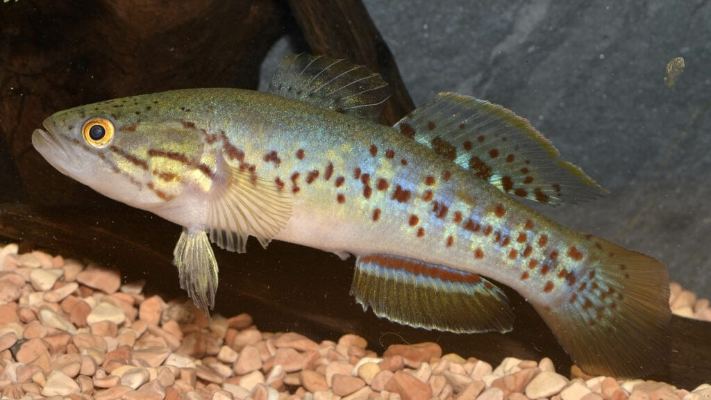 Mogurnda adspersa (Southern Purple-Spotted Gudgeon) is an endangered gudgeon that is endemic to southeastern Australia and the target of a new effort to prevent the extinction of 10 species in 10 years. Image credit: Guillermo Guerao Serra/Shutterstock.