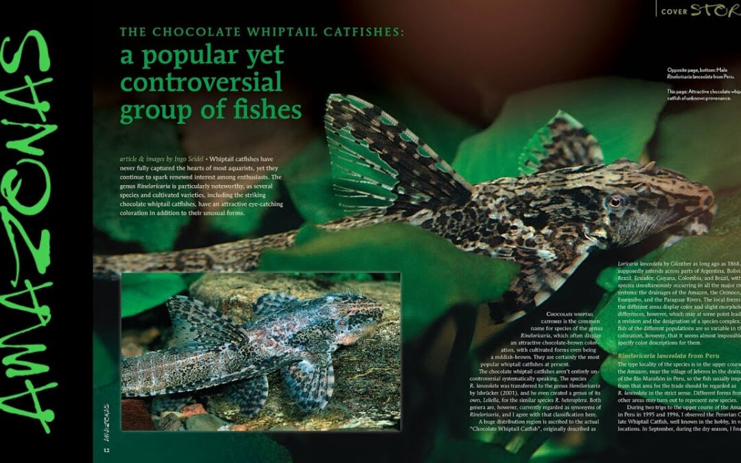 VIDEO Inside Look: AMAZONAS Magazine “WHIPTAIL CATFISHES: Latest News and Discoveries”