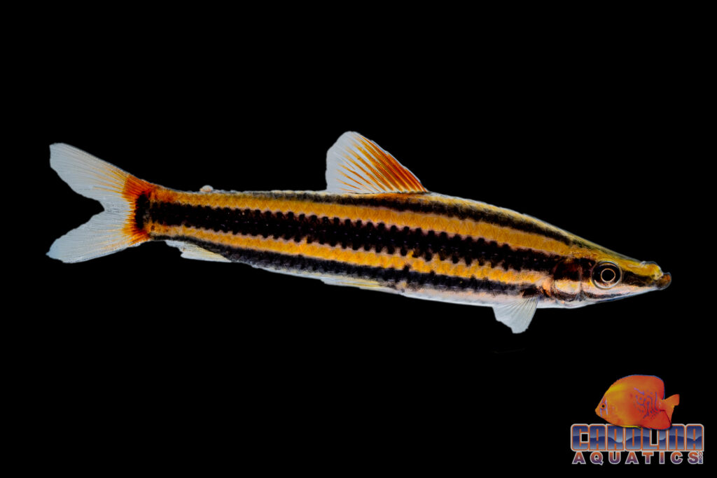 The widespread and somewhat aggressive Banded Headstander (Anostomus anostomus) is arriving in shipments from Guyana.