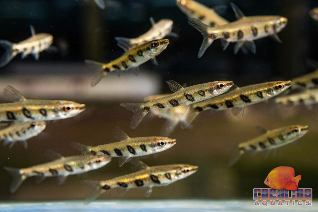 Another look at Barred Pencilfish, Nannostomus espei, in the holding aquariums at Carolina Aquatics, ready for distribution to retailers around the United States.