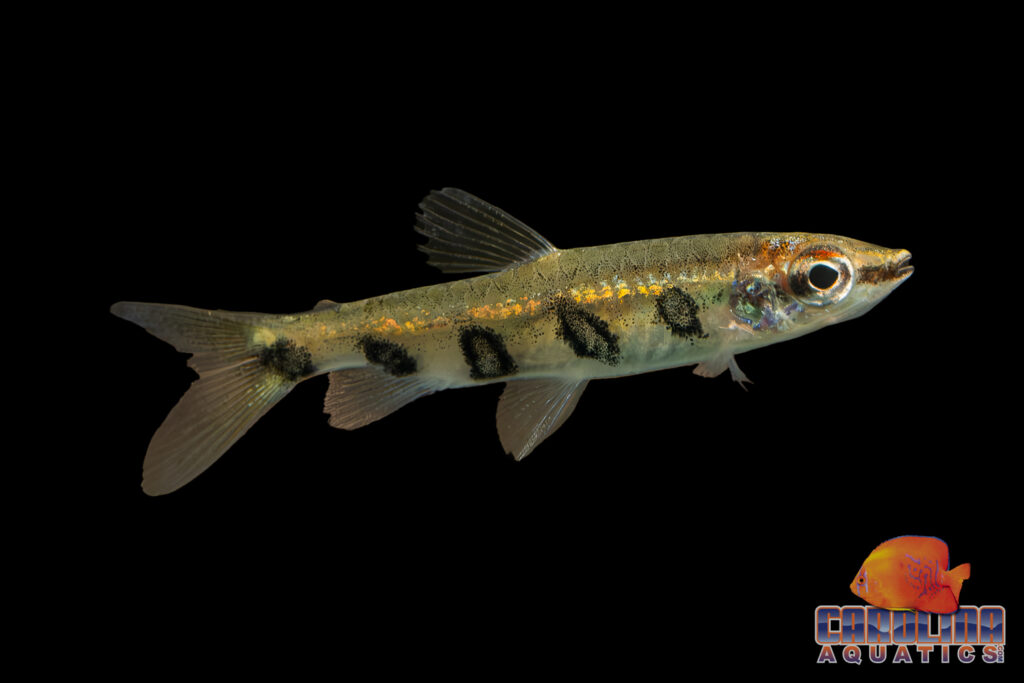 With no exports out of Guyana for over a decade, what was old is new again, such as this beautiful Barred Pencilfish, Nannostomus espei.