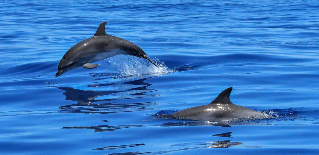 Dolphins frolick in beautiful blue water. Image Credit: safaritravelplus/CC0 1.0 Universal