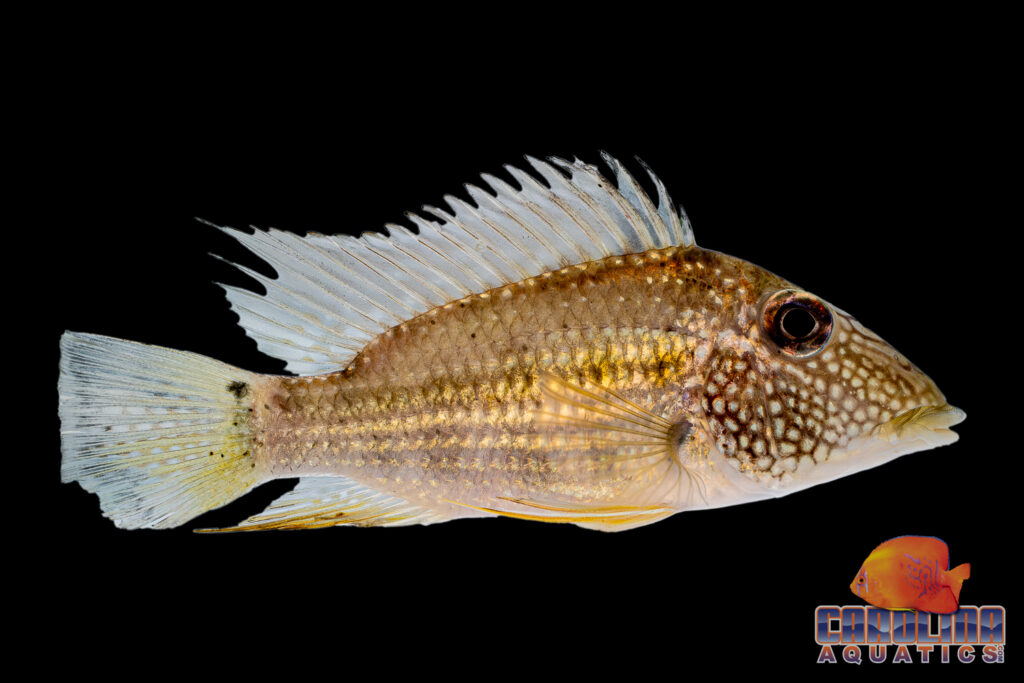 While visually similar to the better-known "Geophagus Jurupari" or "Demon Eartheater" (Satanoperca jurupari),  Jewel Spot or White Spot Eartheaters (Satanoperca leucosticta) are another rarity now arriving alongside the Banded Pencilfishes from Guyana.