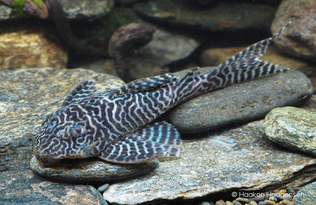 The newly described Hypancistrus seideli encompasses many popular pleco varieties in the aquarium trade, including those known as L66 (King Tiger Pleco), L236 (Cracked Zebra Pleco, Super White Pleco), L333 (Yellow King Tiger Pleco, King Tiger Pleco), L399 (Elegant Zebra Pleco), and L400 (Decorated King Pleco, Belo Monte Pleco). Image credit: Haakon Haagensen