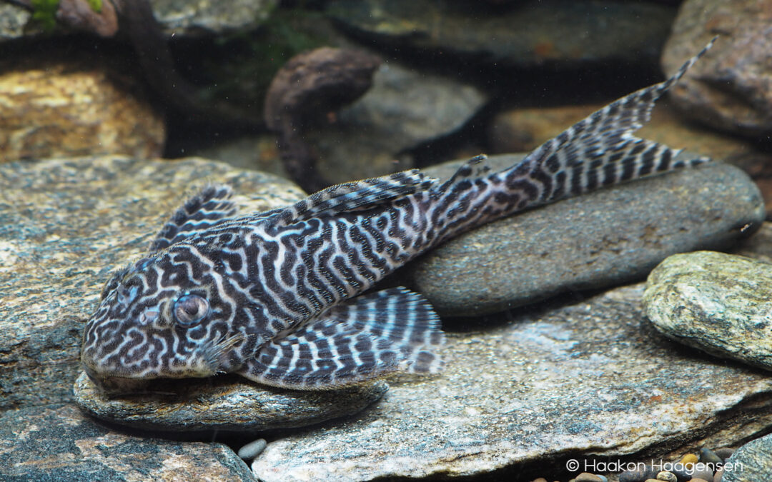 Popular Hypancistrus Plecos Finally Receive Species Descriptions