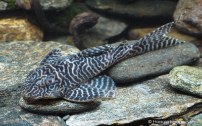 Popular Hypancistrus Plecos Finally Receive Species Descriptions