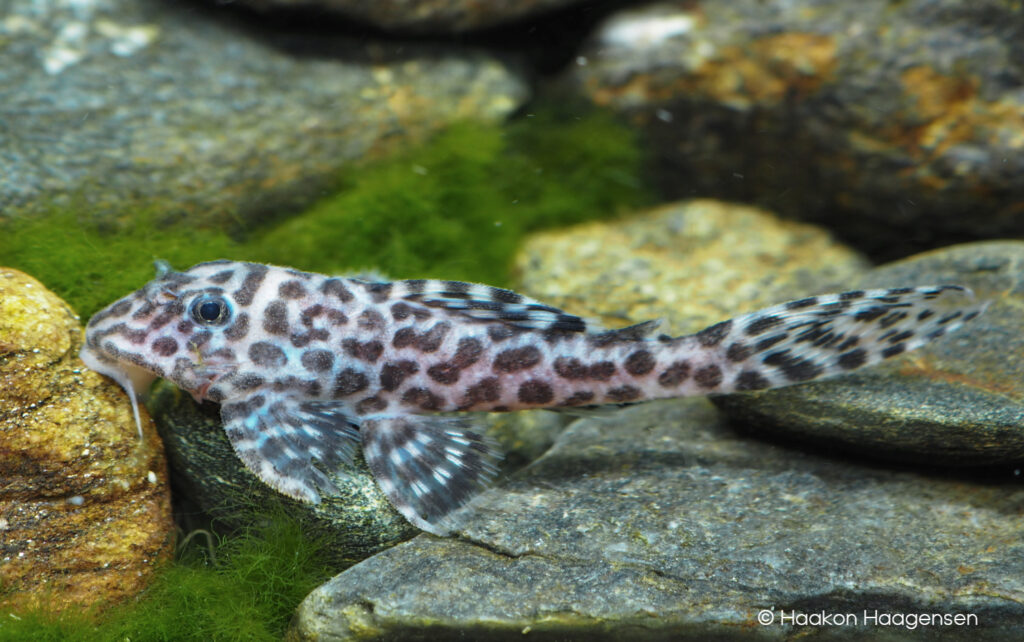 L174, known also by the trade names Leopard Zebra or Ocelot Pleco, has been formally described as Hypancistrus yudja. Image credit: Haakon Haagensen